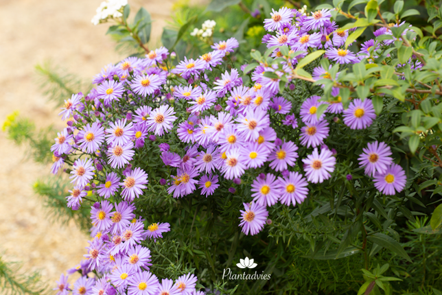 Aster novi - Belgii - Hersfstaster