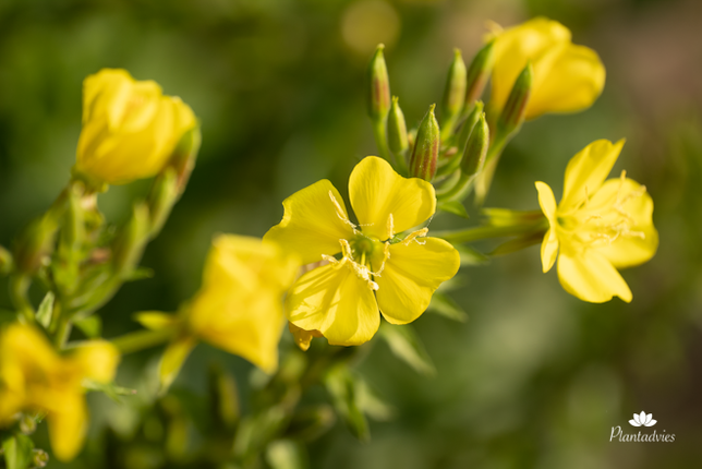 Oenothera glazioviana - Grote teunisbloem