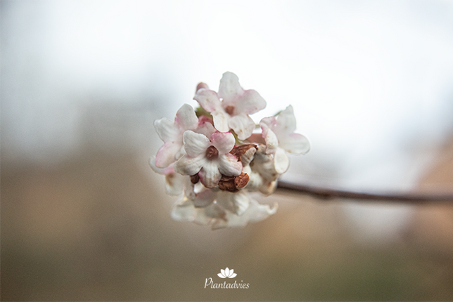 Viburnum farreri - Sneeuwbal