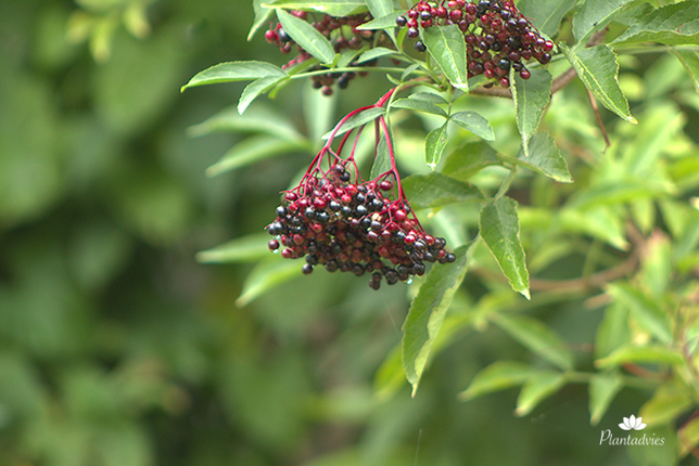 Sambucus Nigra - Gewone vlier