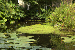 Vijveronderhoud in september