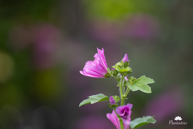 Malva sylvestris Zebrina - Groot kaasjeskruid