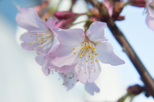 Prunus kurilensis ‘Ruby’ - Sierkers