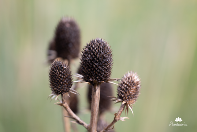 Eryngium campestre - Kruisdistel