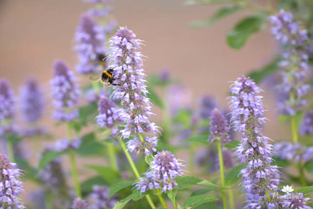 Agastache foeniculum - Dropplant