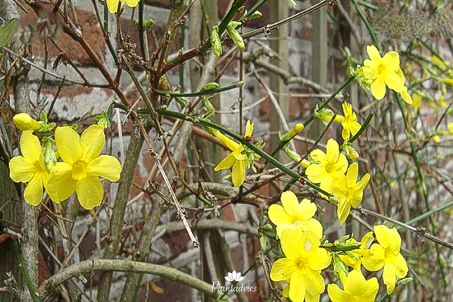 Jasminum nudiflorum - Winterjasmijn