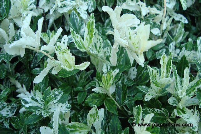 euonymus fortunei harlequin - kardinaalsmuts