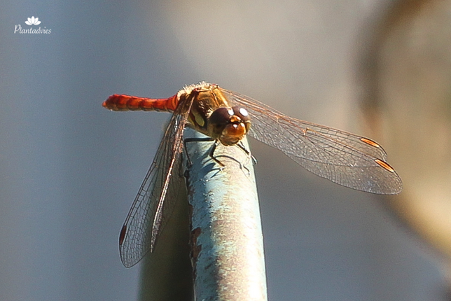 Bloedrode Heidelibel - Sympetrum sanguineum