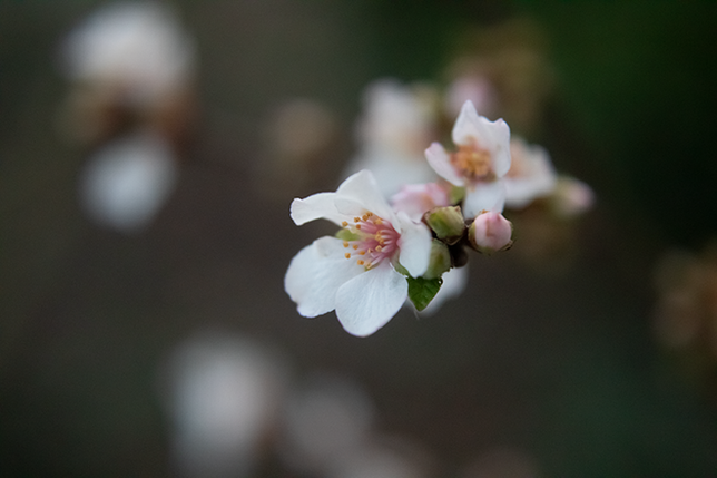 Prunus incisa 'Kojou No Mai' - Sierkers