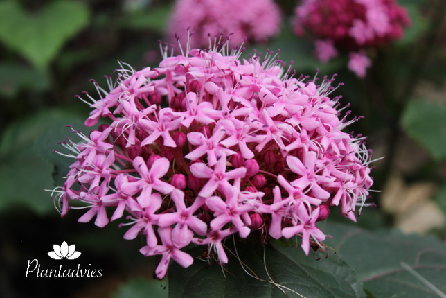 Clerodendrum bungei - Kansenboom