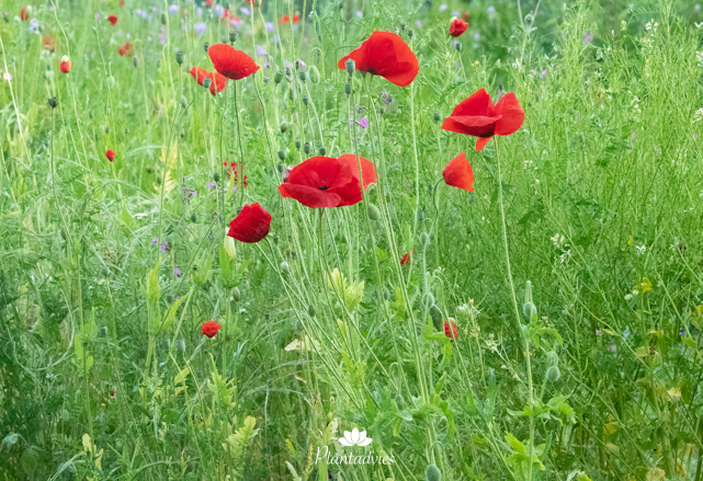 Papaver rhoeas - Klaproos