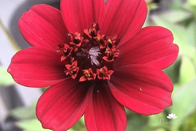 Cosmos atrosanguineus - Cosmea