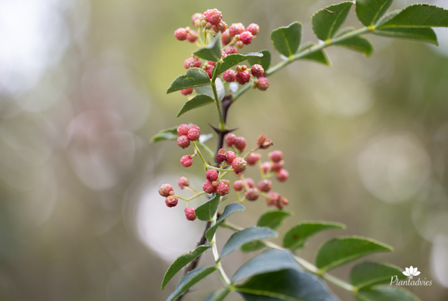 Szechuanpeper boom - Chinese peper struik