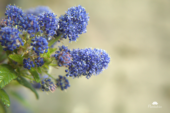 Ceanothus thyrsiflorus - Amerikaanse sering