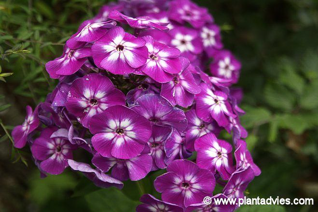 Phlox paniculata - Vlambloem