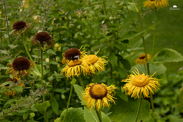 Telekia speciosa - Koeienoog