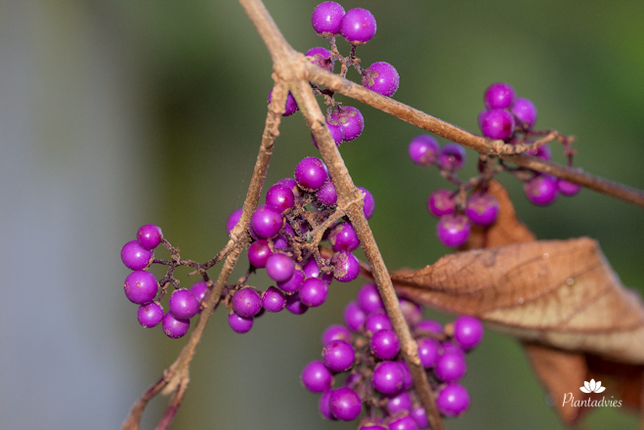 Callicarpa - Schoonvrucht