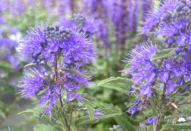 Caryopteris First Blue - Baardbloem - Blauwe spirea