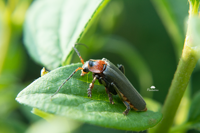 Zwart soldaatje - Cantharis pellucida
