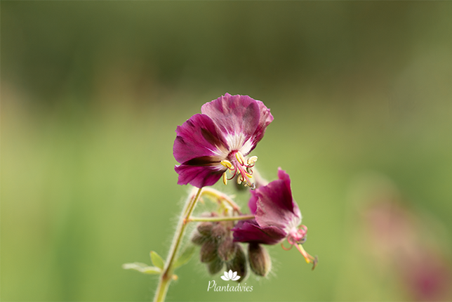 Geranium phaeum - Donkere ooievaarsbek