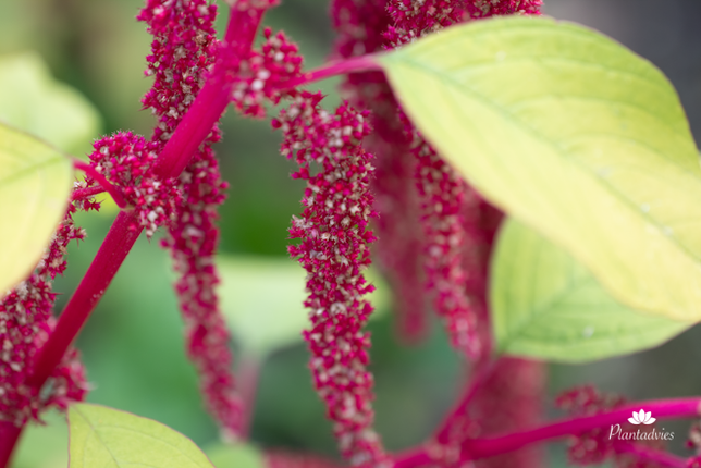 Amaranthus caudatus - Kattenstaart