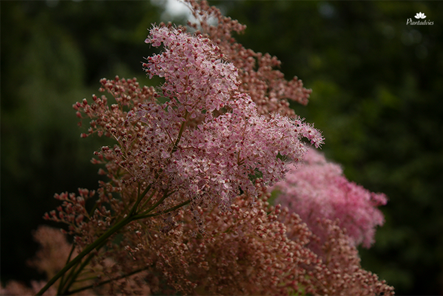 Filipendula rubra Venusta - Moerasspirea