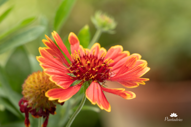 Gaillarda spintop yellow touch - Kokardebloem