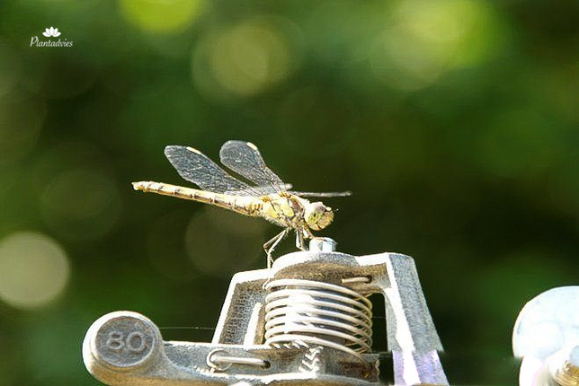 Libelle - Odonata