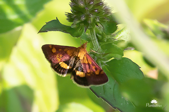 Pyrausta orphisalis - Oranje muntmot