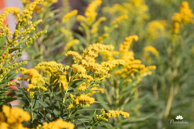 Solidago - Guldenroede