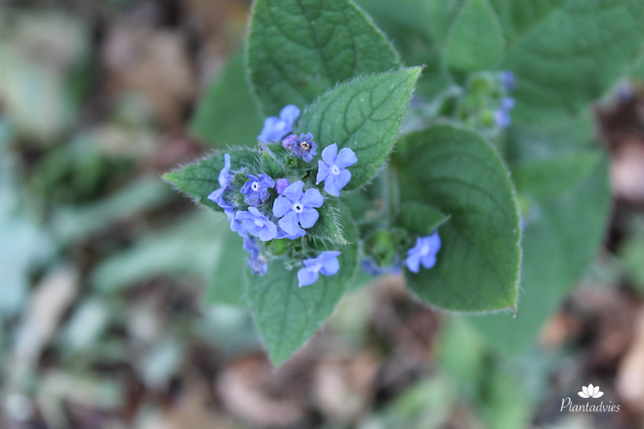 Pentaglottis sempervirens - Overblijvende ossentong