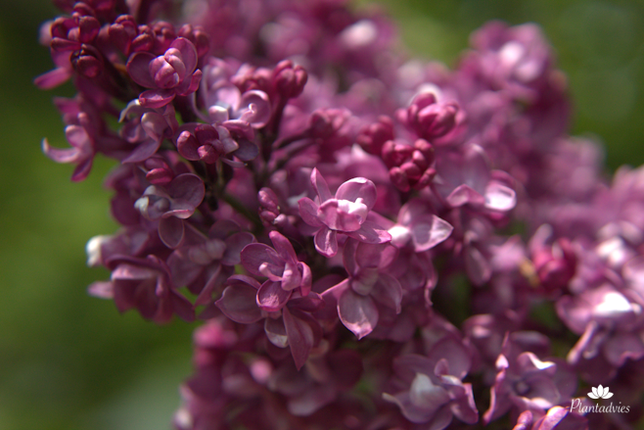 Syringa vulgaris - Sering