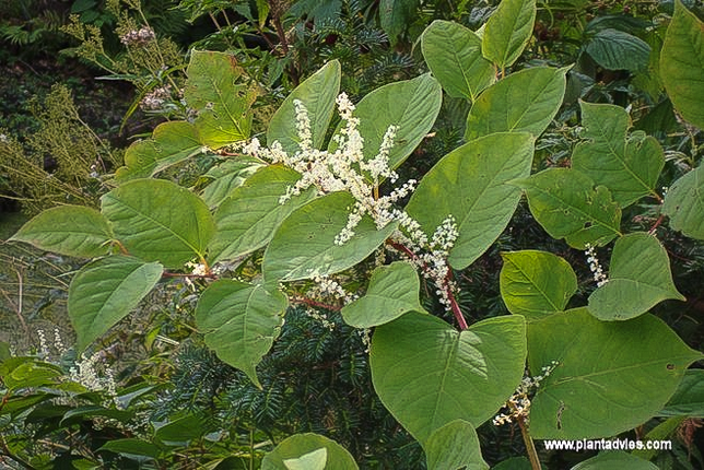 Fallopia japonica - Japanse duizendknoop