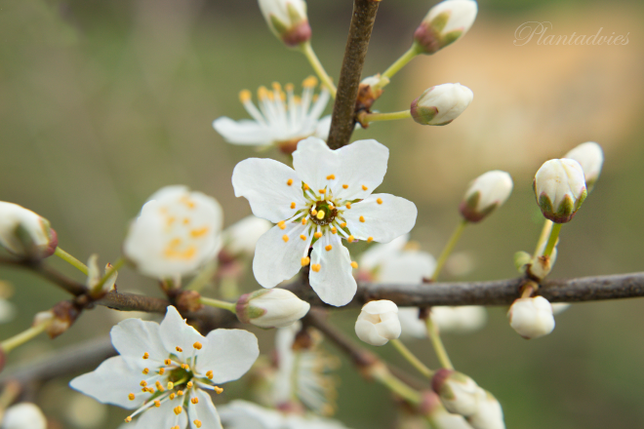 Prunus domestica syriaca - Pruimenboom