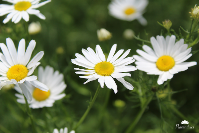 Chrysanthemum vernale - Margriet