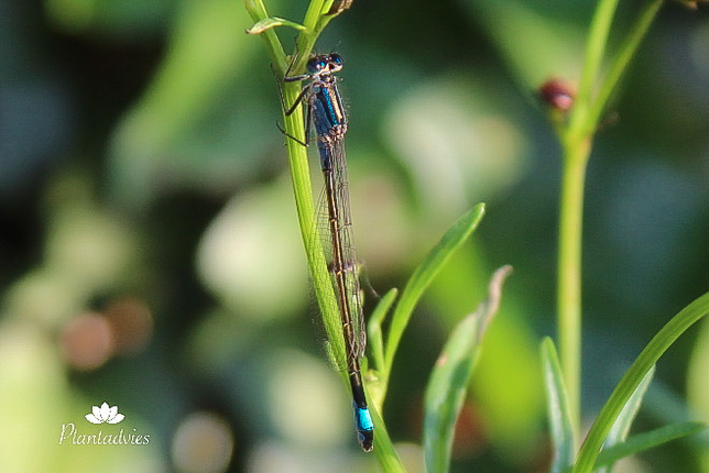 Lantaarntje - Ischnura elegans