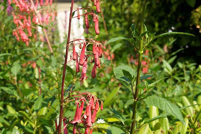 Phygelius x rectus African Queen - Kaapse fuchia