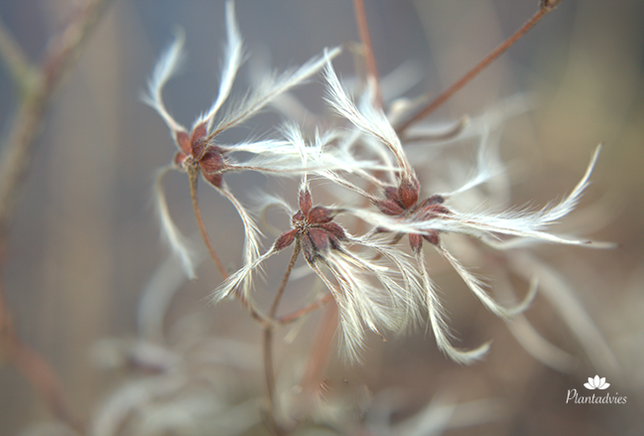 Clematis zaden