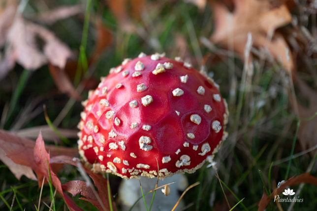 Amanita muscaria - Vliegenzwam