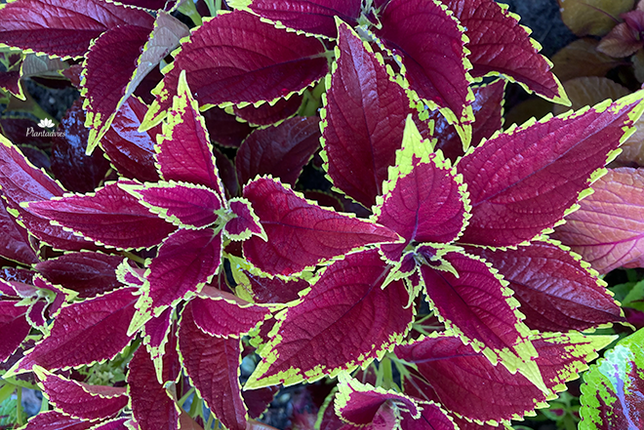 Coleus blumei - Siernetel