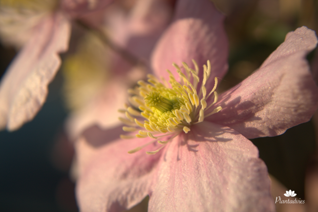 Clematis montana Rubens - Bosrank