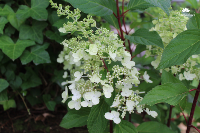 Hydrangea paniculata Pinky Winky - Pluimhortensia