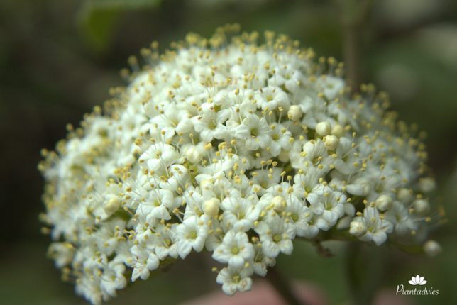 Viburnum lantana - Wollige sneeuwbal