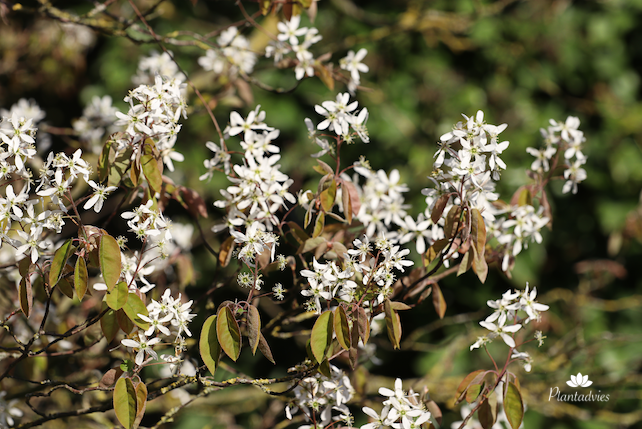 Amelanchier lamarckii - Krentenboom