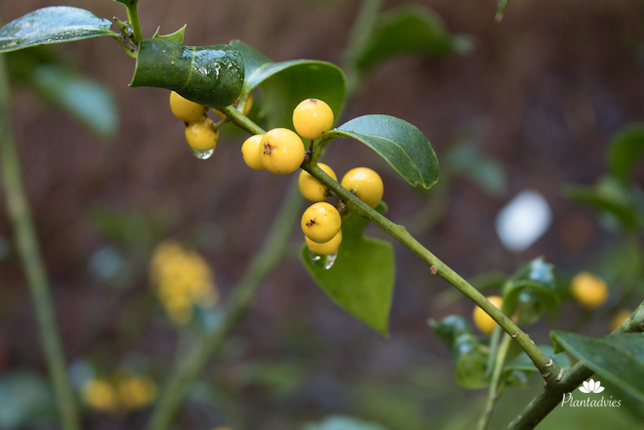 Ilex aquifolium bacciflava - Gele beshulst