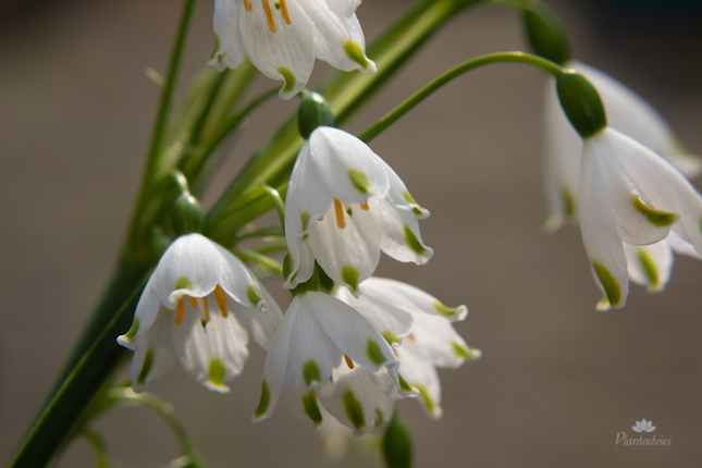 Leucojum aestivum - Zomerklokje