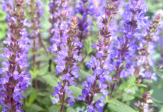 Salvia nemorosa caradonna - Salie