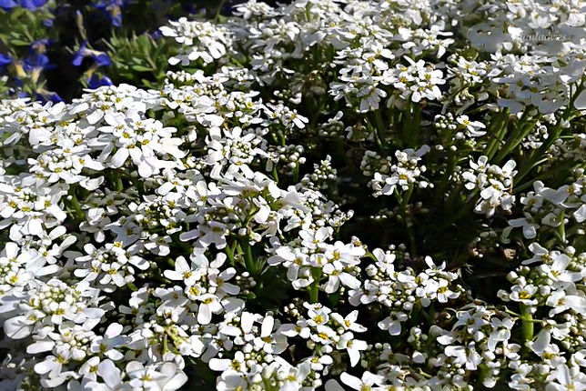 Iberis sempervirens - Scheefkelk