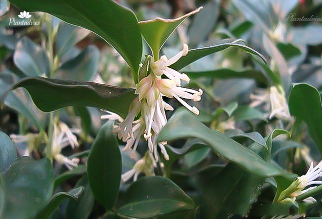 Sarcococca hookeriana - Vleesbes