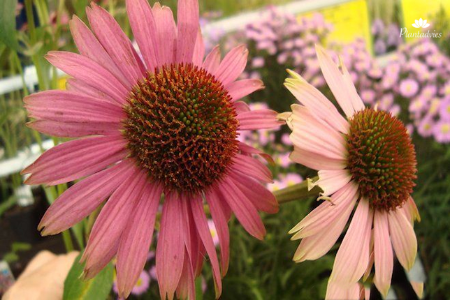 Echinacea purpurea Magnus - Rode zonnehoed